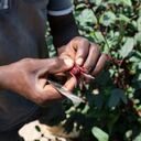 Una persona quitando el corazón del cáliz de hibisco el 25 de septiembre de 2018 en la isla Bunjako, distrito de Mpigi, Uganda. (Foto de Camille Delbos/Art In All of Us/Corbis vía Getty Images)