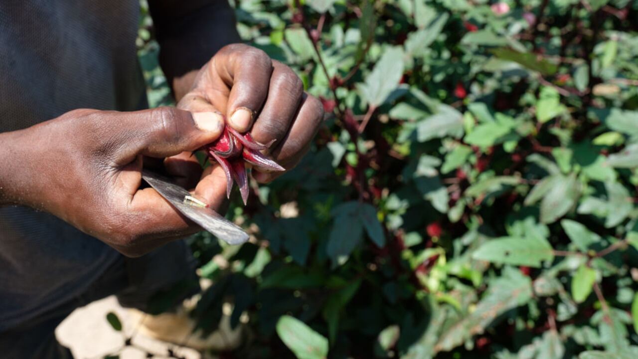 Una persona quitando el corazón del cáliz de hibisco el 25 de septiembre de 2018 en la isla Bunjako, distrito de Mpigi, Uganda. (Foto de Camille Delbos/Art In All of Us/Corbis vía Getty Images)