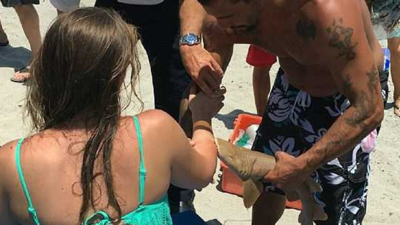 Al parecer el tiburón fue provocado por la víctima.