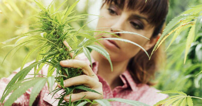 Planta de cannabis. Foto: 123RF