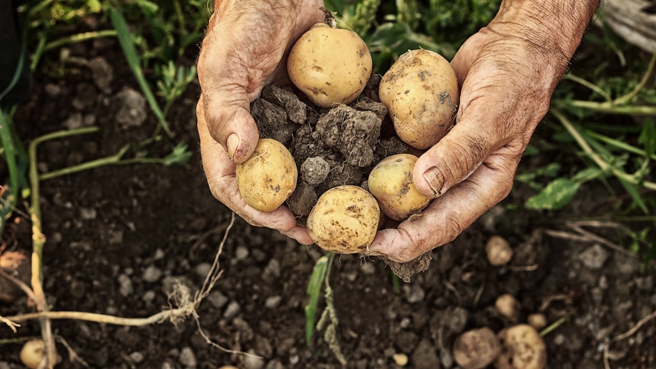 Papa - cultivo de papa