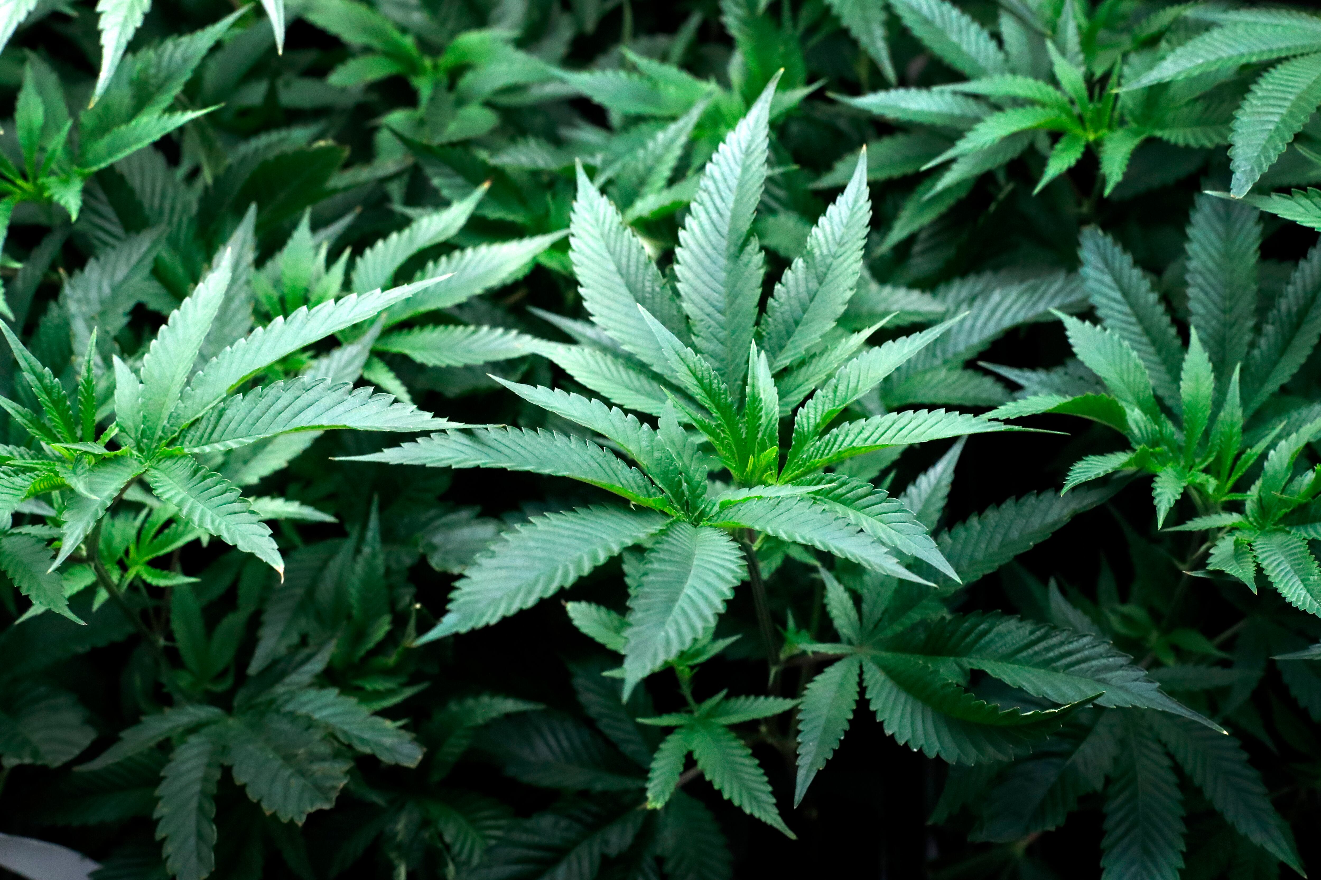 Legalización de la Marihuana. (AP Photo/Charles Rex Arbogast, File)