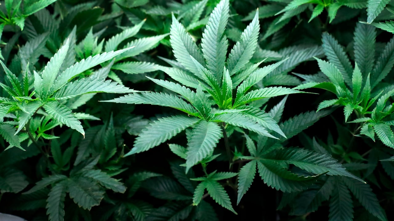 Legalización de la Marihuana. (AP Photo/Charles Rex Arbogast, File)