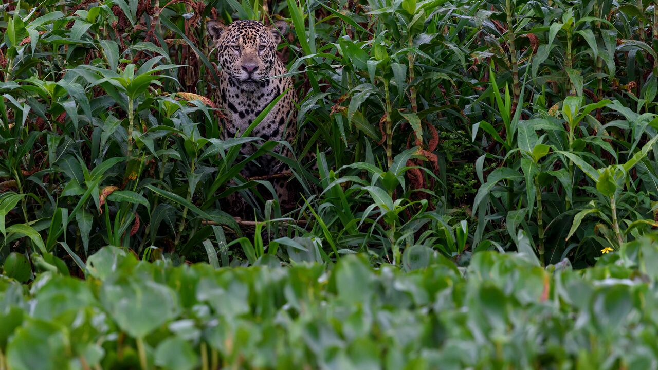 El jaguar (Panthera onca) es una especie de felino de gran tamaño y el único miembro vivo del género Panthera originario de América. Con una longitud corporal de hasta 1,85 m (6 pies 1 pulgada) y un peso de hasta 158 kg (348 lb), es la especie de felino más grande de América y la tercera más grande del mundo.