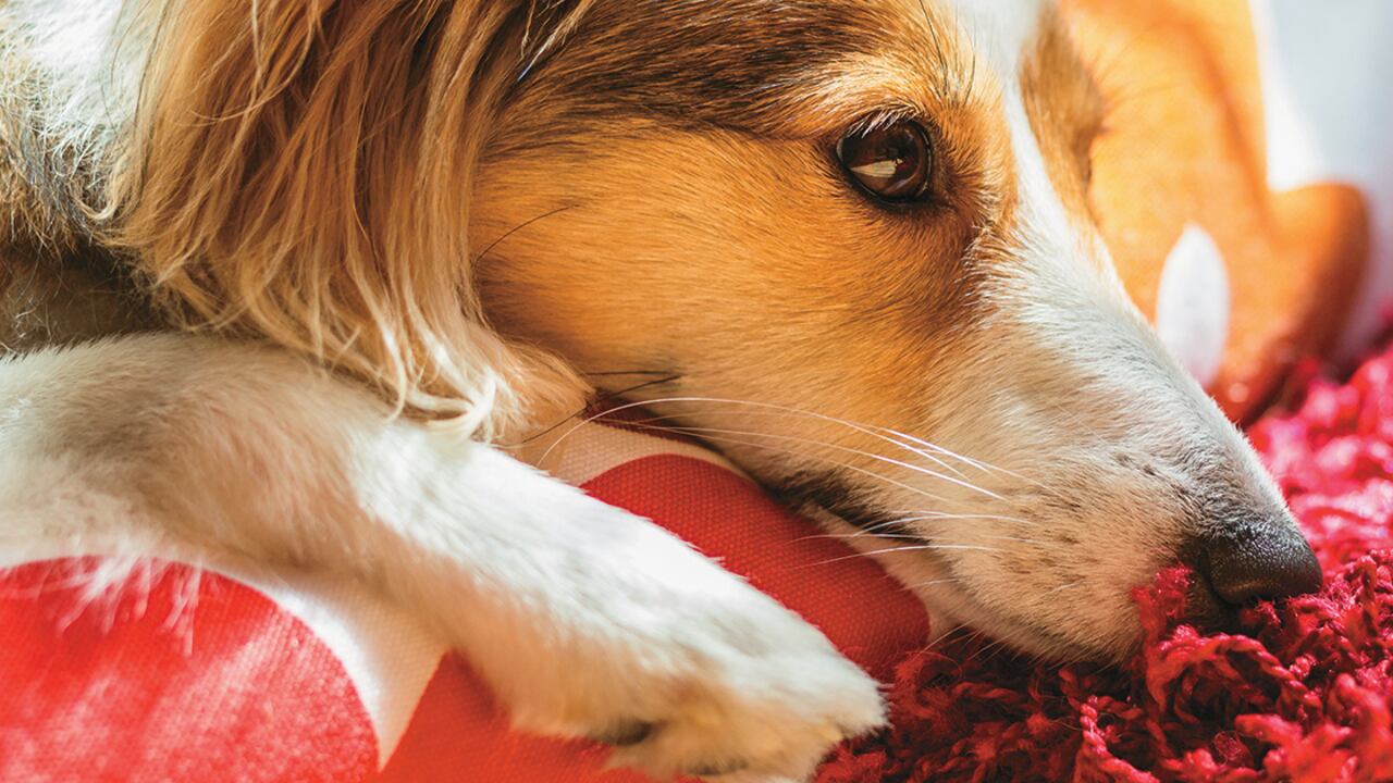 Ante cambios de comportamiento, recomendamos buscar la asesoría de un etólogo clínico.