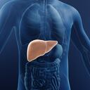 El hígado es uno de los órganos vitales del cuerpo.