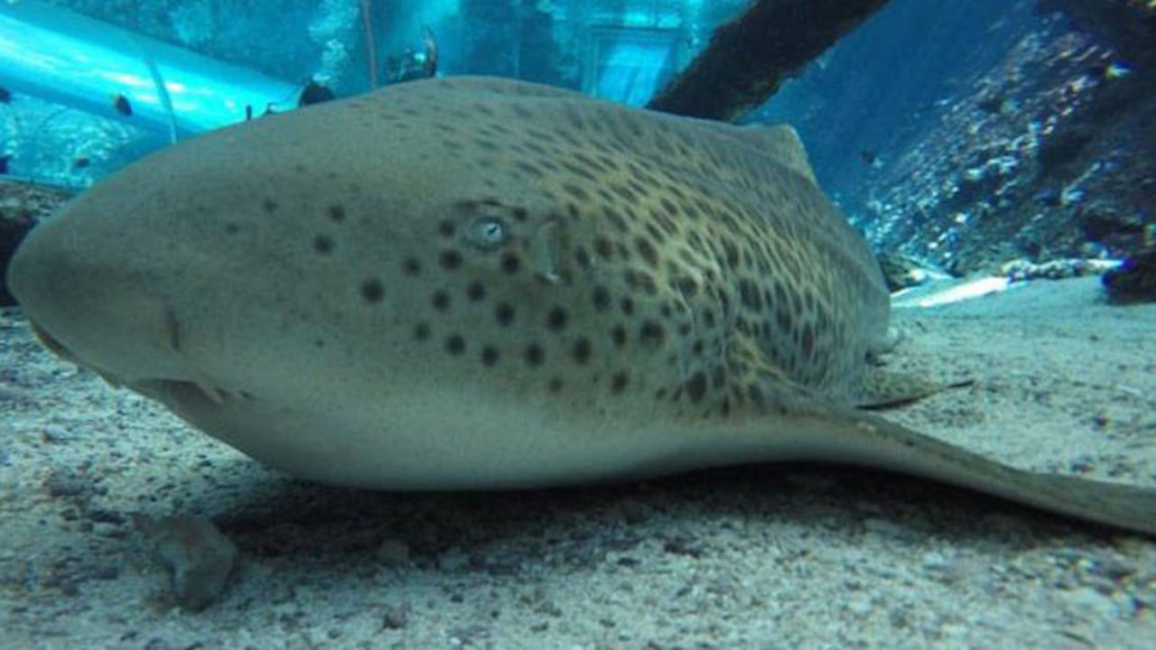 Después de estar sola por varios años, Leonie tuvo tres crías.