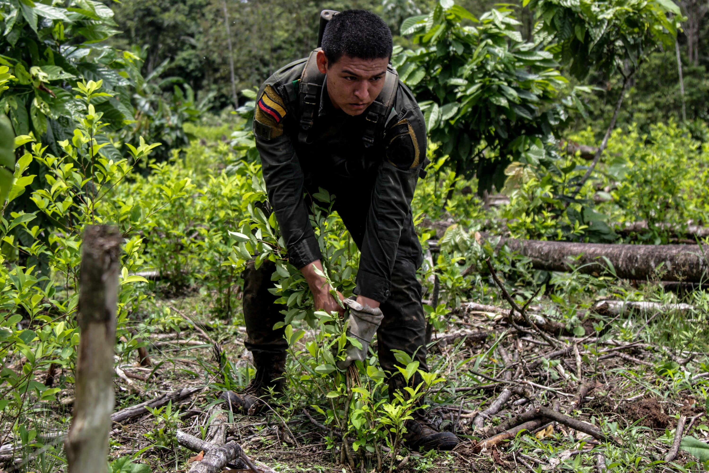 El Decreto establecía que la Policía debía solicitar al proponente, la vinculación de un porcentaje de trabajadores habitantes de la región para ejecutar el contrato de erradicación manual de cultivos ilícitos.