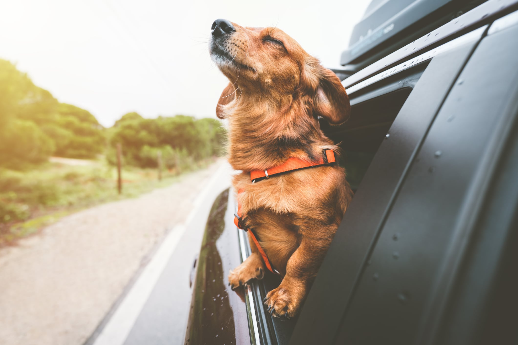 ¿Por qué no es recomendable que los perros se asomen durante el viaje por la ventana del carro?