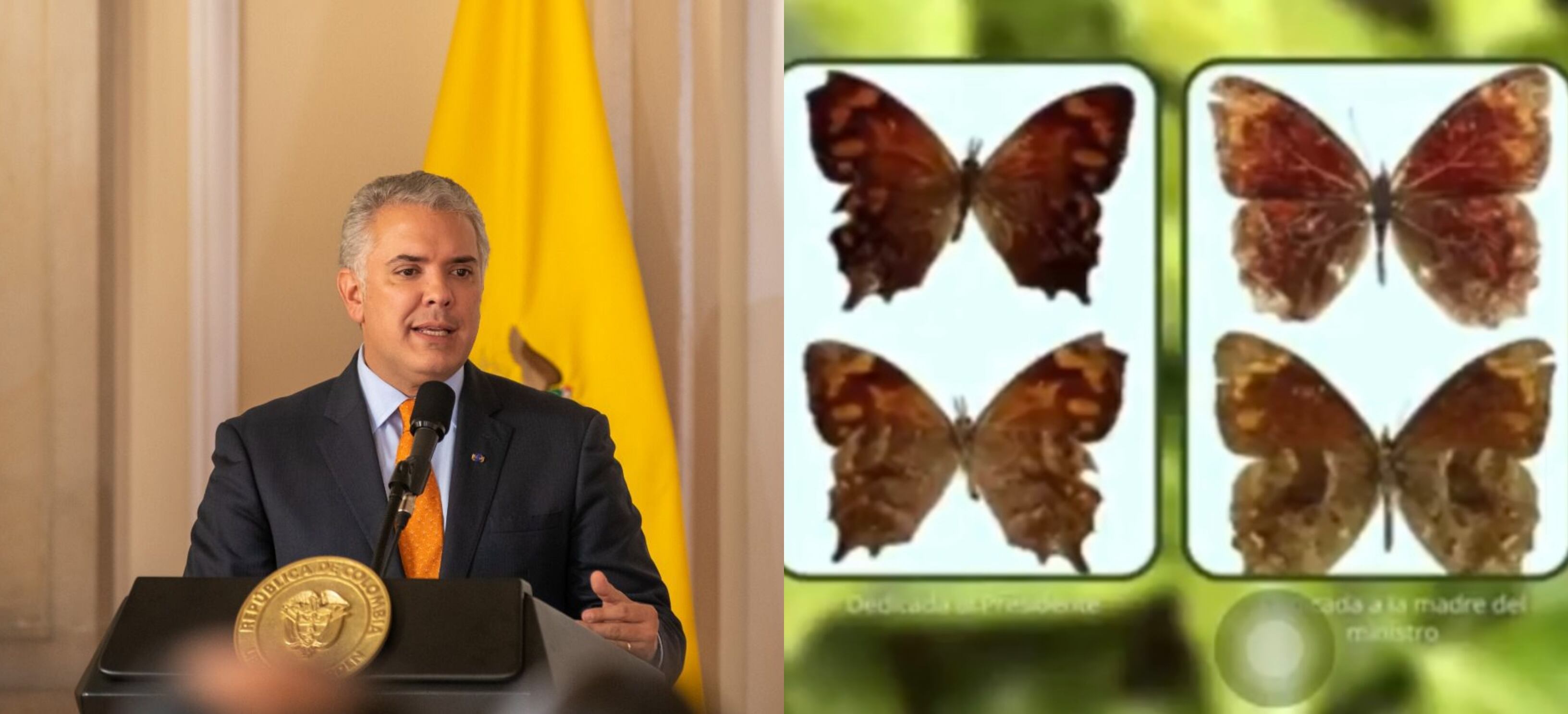 Iván Duque y nueva especia de mariposa descubierta en Colombia