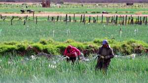 Otra de las funciones claves que tiene y que mayor controversia ha generado es brindar agua a uno de los territorios cebolleros más grandes del país. Aquitania es la despensa de cebolla larga de Colombia. El problema es que algunos agroquímicos usados por los campesinos llegan hasta el lago.