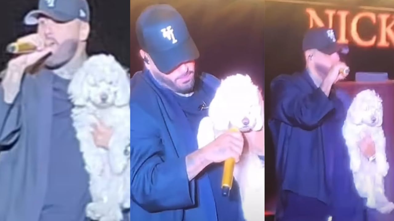 Usuario asegura estar buscando hogar para la perrita,