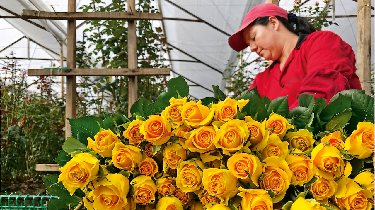 Colombia es el segundo exportador mundial de flores después de Holanda.