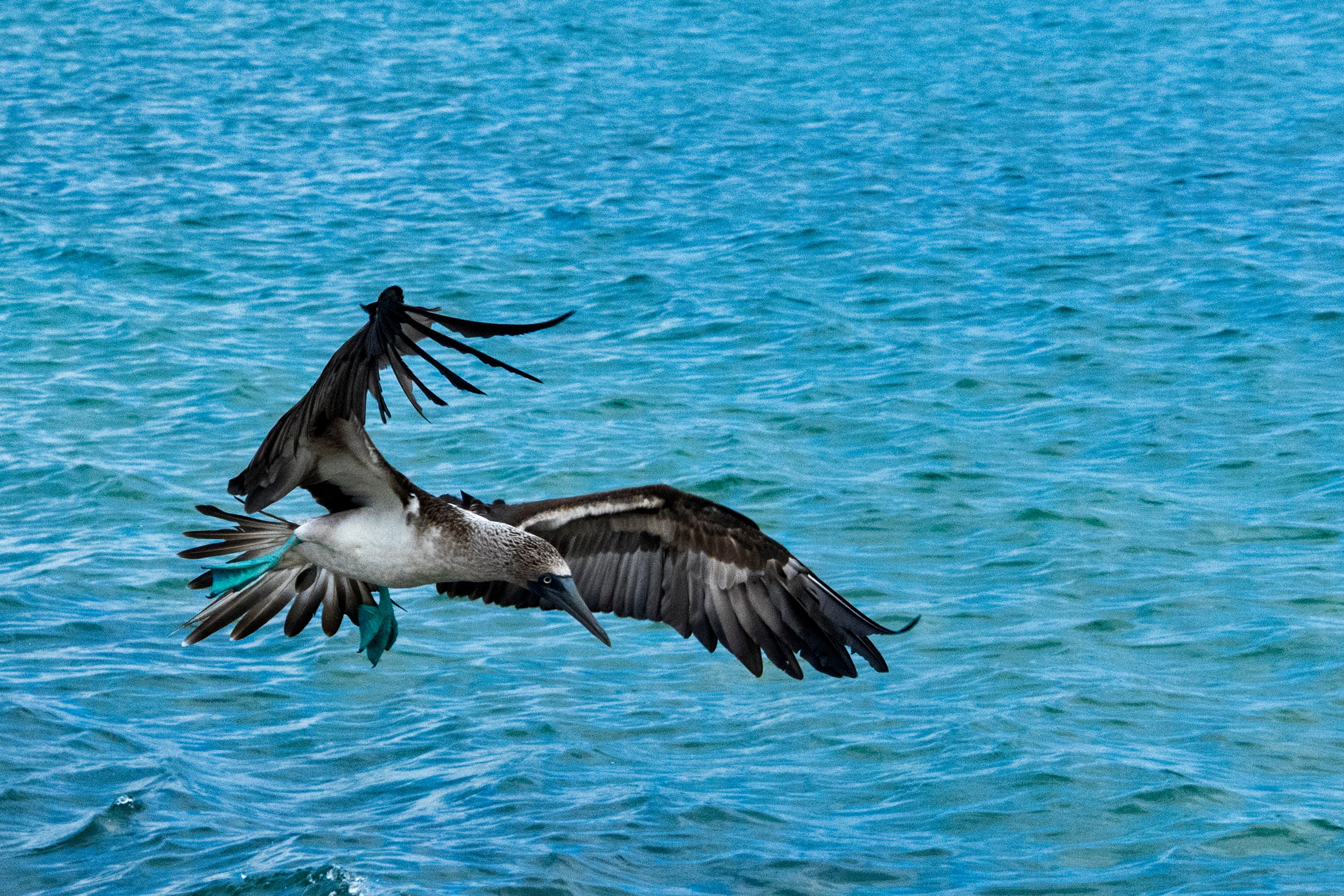 Piquero de patas azules volando