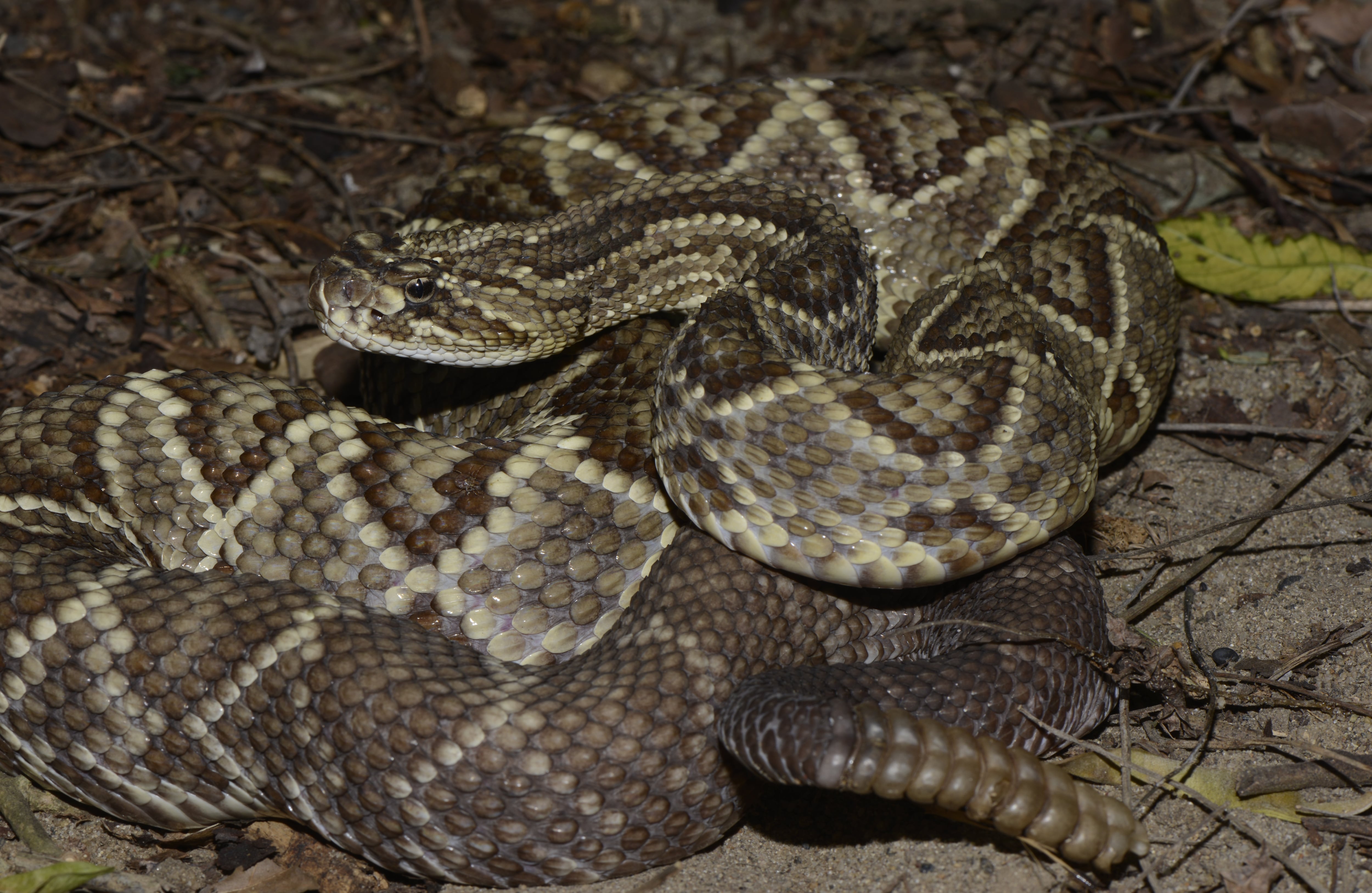 Existe la creencia popular de que el cascabel de esta serpiente es de buena suerte, como la pata de conejo, pero como no se puede matar a la culebra se dice que hay que atravesar siete ríos para sobrevibir y recibir la buena fortuna. Crotalus durissus cumanensis, conocida como cascabel, es venenosa. El Guájaro, Atlántico.