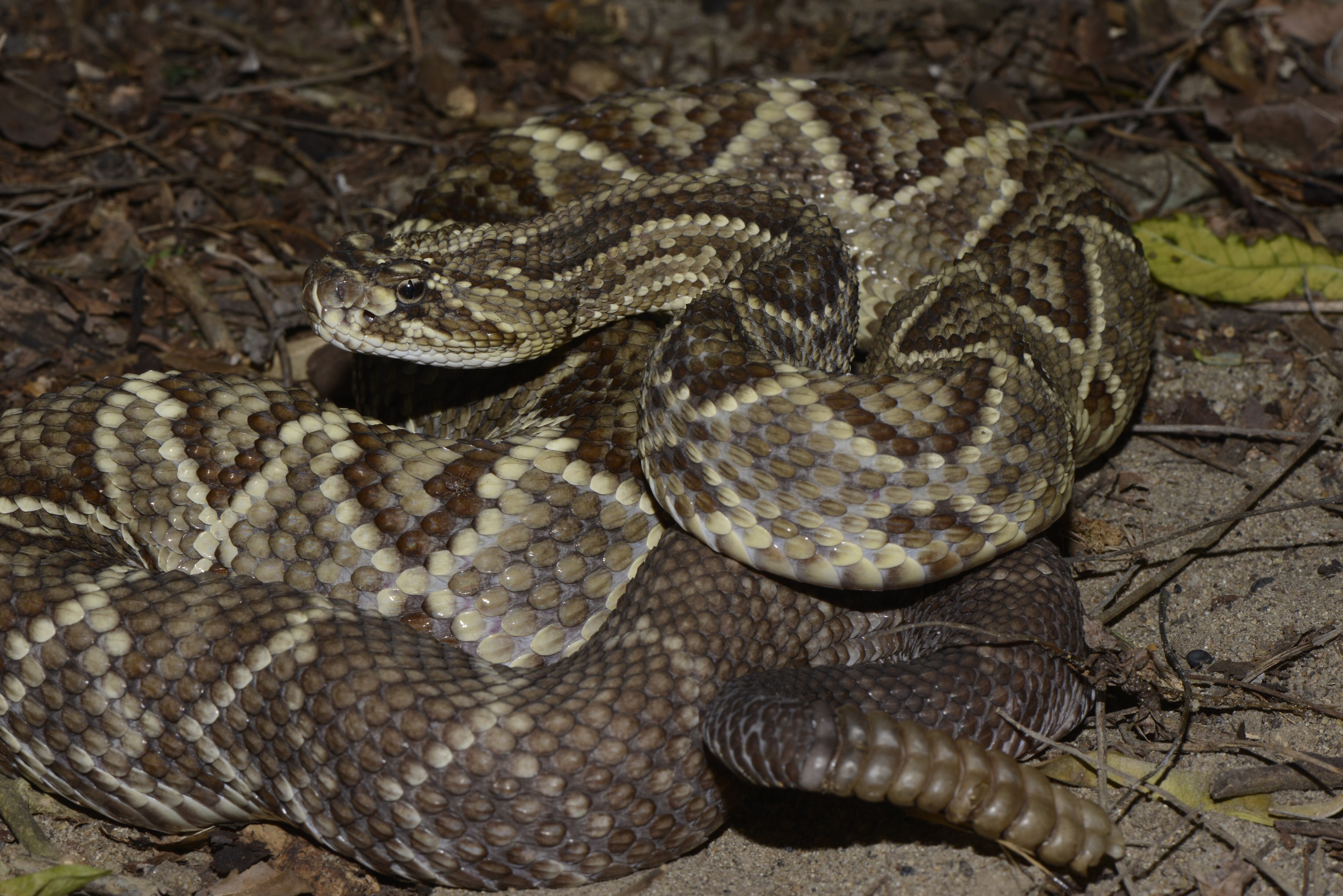 Existe la creencia popular de que el cascabel de esta serpiente es de buena suerte, como la pata de conejo, pero como no se puede matar a la culebra se dice que hay que atravesar siete ríos para sobrevibir y recibir la buena fortuna. Crotalus durissus cumanensis, conocida como cascabel, es venenosa. El Guájaro, Atlántico.