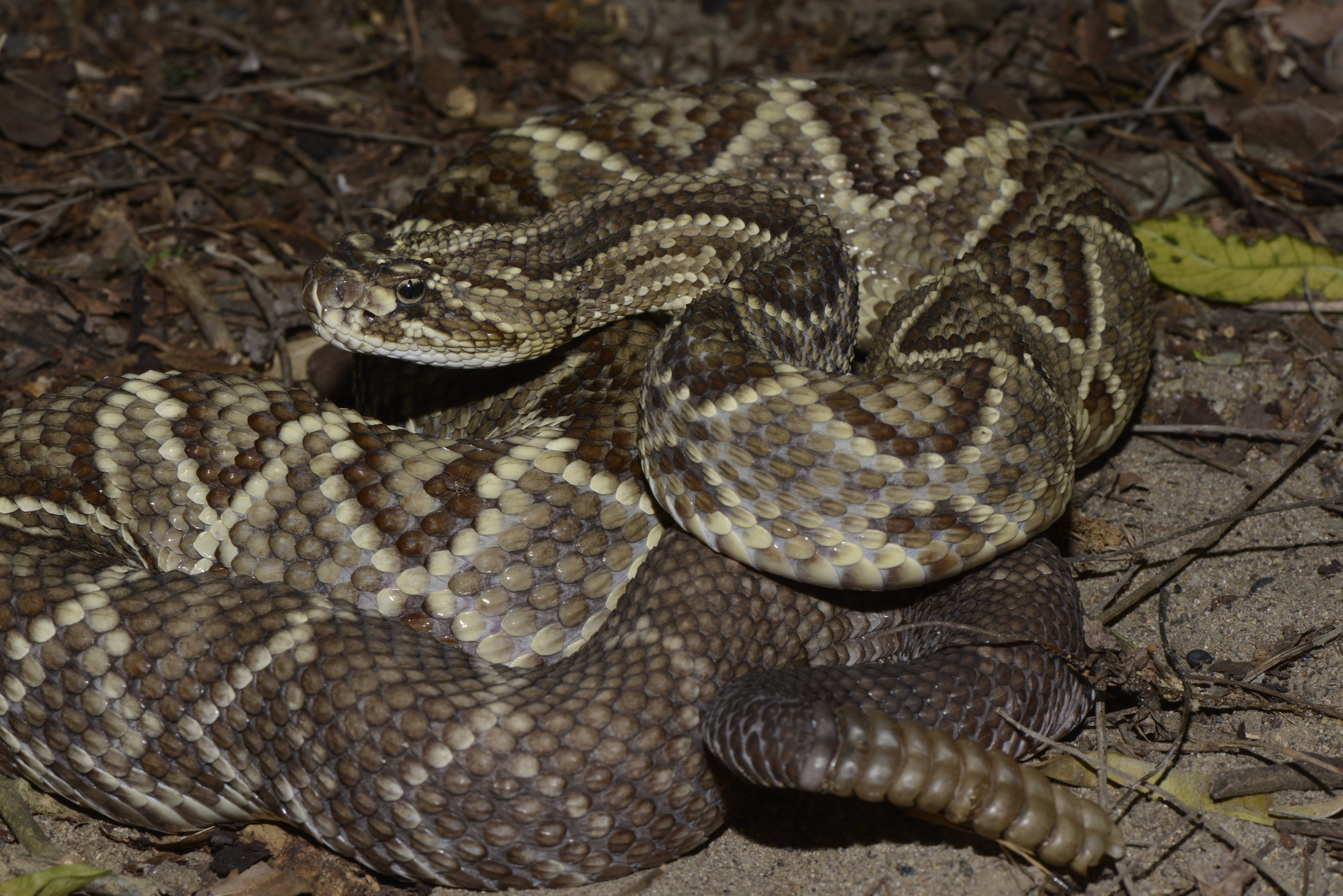 Existe la creencia popular de que el cascabel de esta serpiente es de buena suerte, como la pata de conejo, pero como no se puede matar a la culebra se dice que hay que atravesar siete ríos para sobrevibir y recibir la buena fortuna. Crotalus durissus cumanensis, conocida como cascabel, es venenosa. El Guájaro, Atlántico.