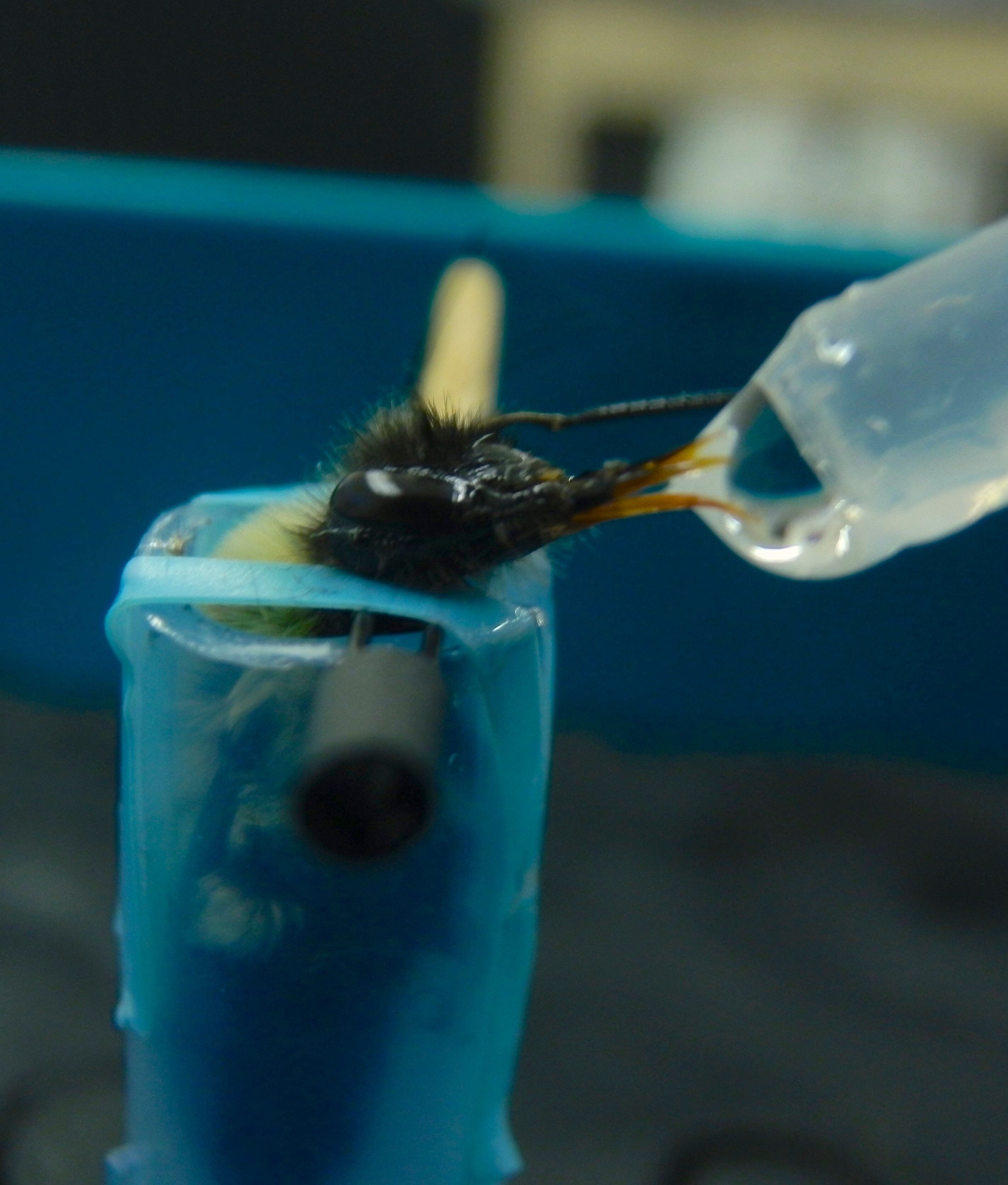 frente a los efectos perjudiciales de los insecticidas