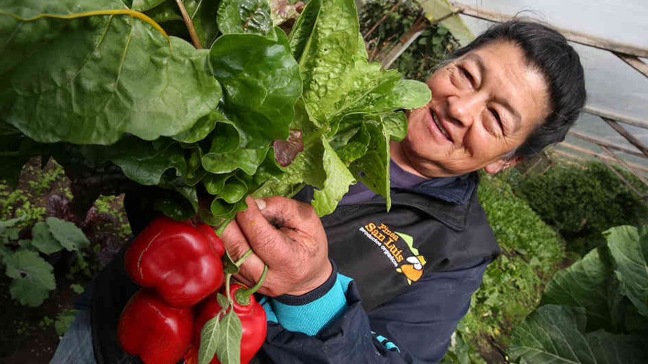 La intervención de hectáreas aumenta el éxito de las cosechas.