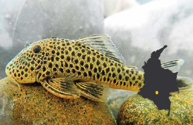 EL PEZ DE LA MACARENA - Entre 2012 y 2013, biólogos de la Universidad Javeriana encontraron esta especie en la cuenca del río Güejar. También hallaron al pez Farlowell mitoupibo en la serranía de la Macarena. “Ahora que podemos entrar a esas zonas, nuestras especies registradas se multiplicaron”, dice el experto Javier Maldonado. Ubicación: río Güejar.