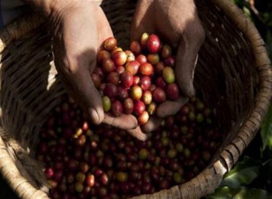 Con esta iniciativa, Nescafé aportará para fortalecer la industria cafetera en el país, que actualmente presenta una brecha generacional que afecta al desarrollo y productividad del sector.