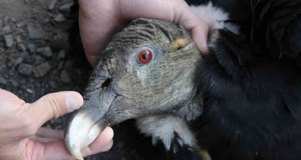 El cóndor andino es una de las especies más emblemáticas del país. 
