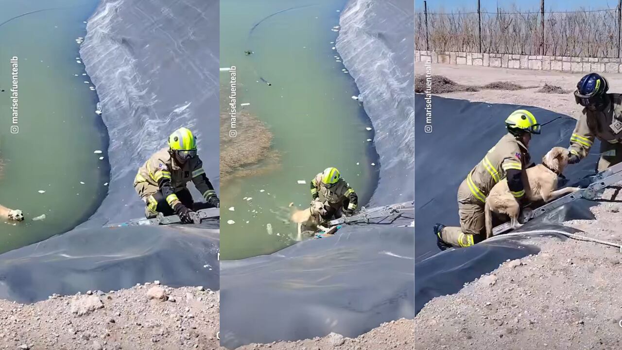Enternecedor video de rescate de un par de perros - X (@mariselafuentealb)