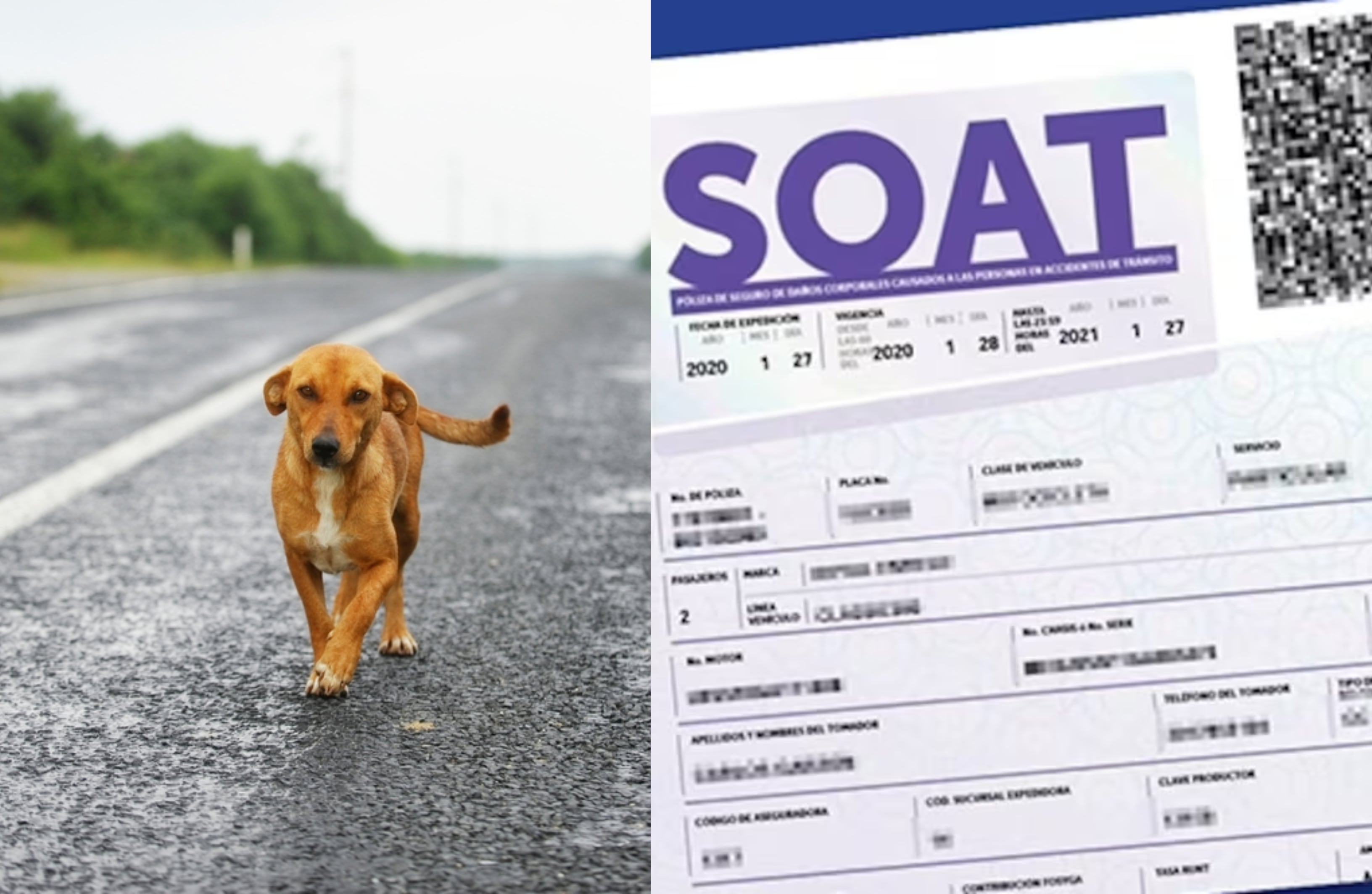 Atención inmediata para animales atropellados: Los detalles de la Ley Huellas Vivas y cómo cambiaría el SOAT.