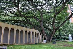 Arboles notables de Cali que están en riesgo.