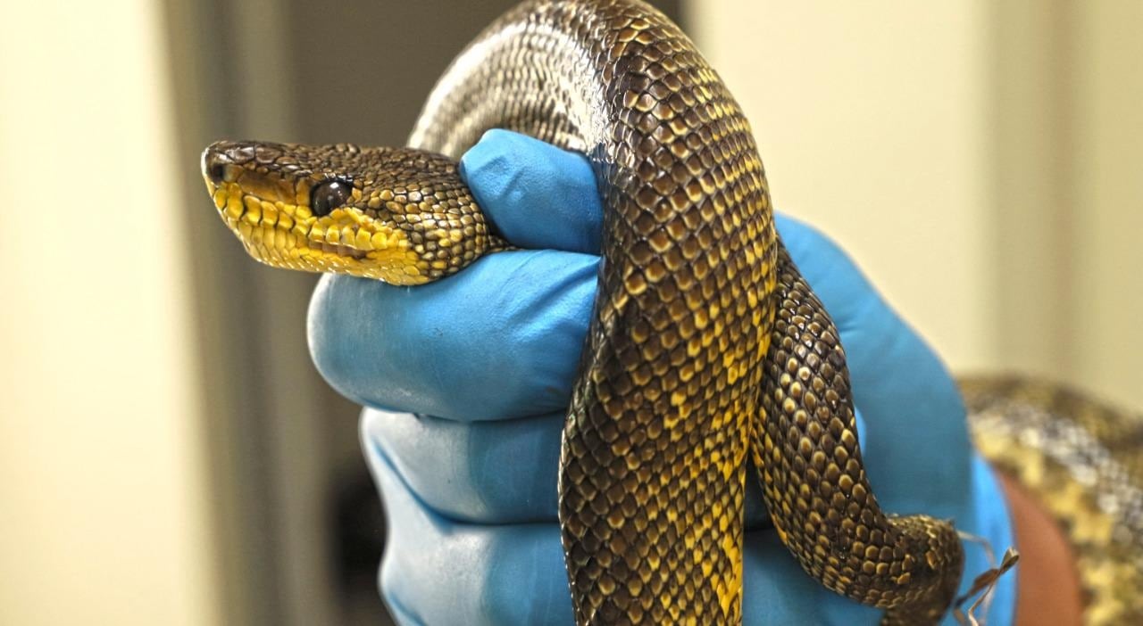 Diferentes especies serán atendidas en el nuevo centro de valoración de fauna silvestre de Bogotá. Foto: Secretaría de Ambiente.