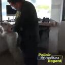 La historia de Polo, el perro “dueño” de un CAI en Bogotá. Un perrito criollo es el integrante más antiguo del CAI Polo en el norte de Bogotá y ahora es el más querido del sector.