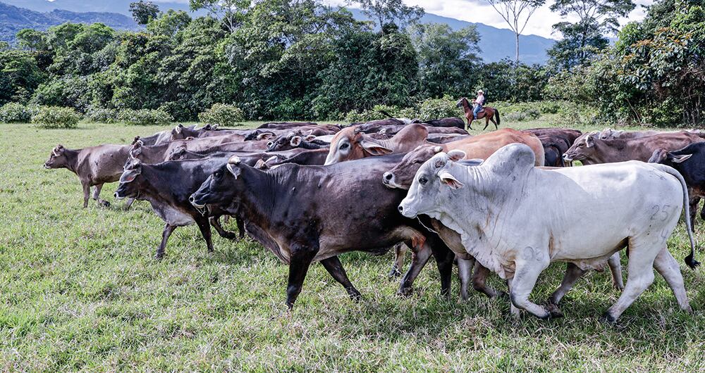 La pirámide ganadera es considerada vip por el alto perfil y montos que invirtieron sus clientes.