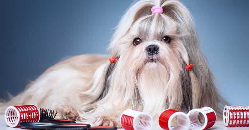 Lo aconsejable para este tipo de perro es realizar un cepillado diario con el fin evitar enredos y lo adecuado es hacerlo con un cepillo de cerdas de punta redondeada y cerdas más duras. 