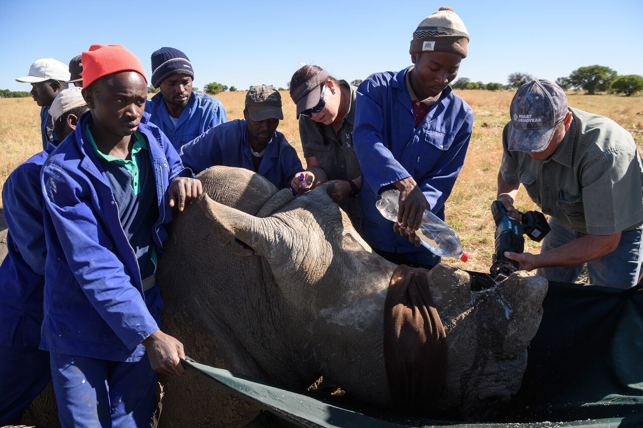 Recorte de cuernos en el rancho del criador de rinocerontes sudafricano John Hume