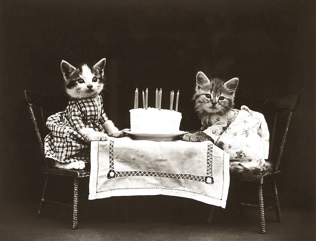 Gatitos en una fiesta de cumpleaños con un pastel (por Harry Whittier Frees, estadounidense, 1879 - 1953), de una serie de gatitos vestidos en diversas situaciones humanas, alrededor de 1914. Impresión en plata. (Foto de GraphicaArtis/Getty Images)