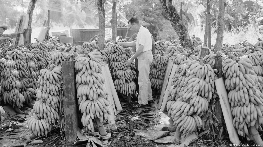 Imagen de un funcionario de la United Fruit Company en Honduras, en 1954, que comprueba si los plátanos son aptos para el mercado. FOTO: AP Photo/picture alliance