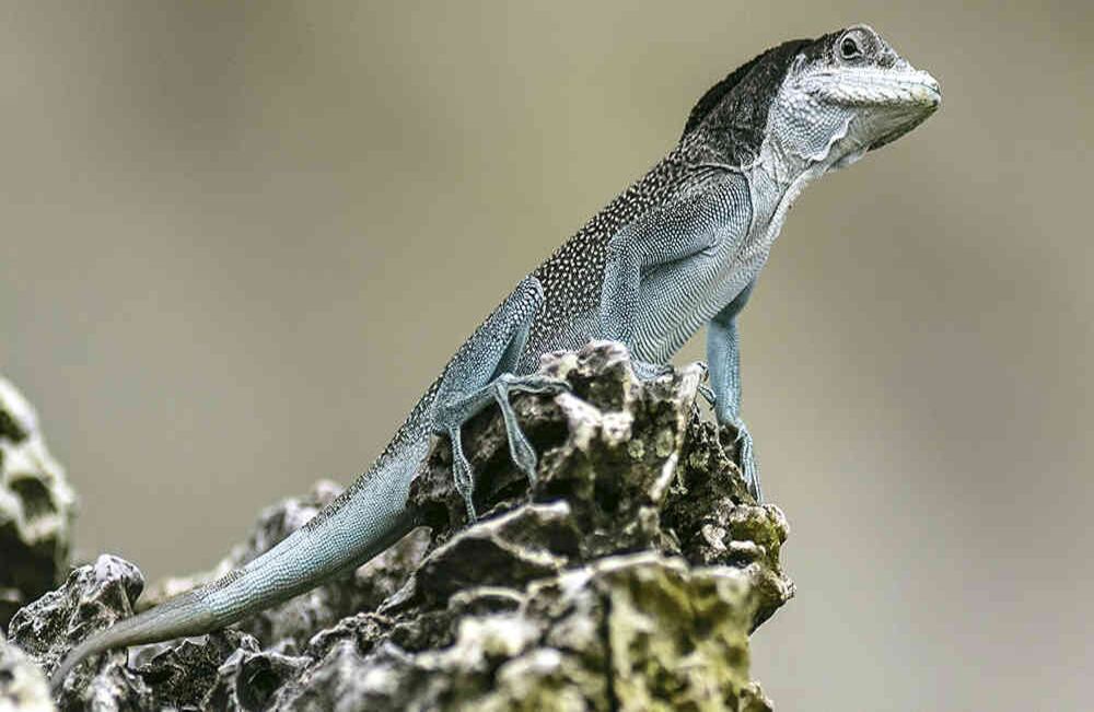 La largartija de Malpelo es una de las especies endémicas que habitan en la isla.
