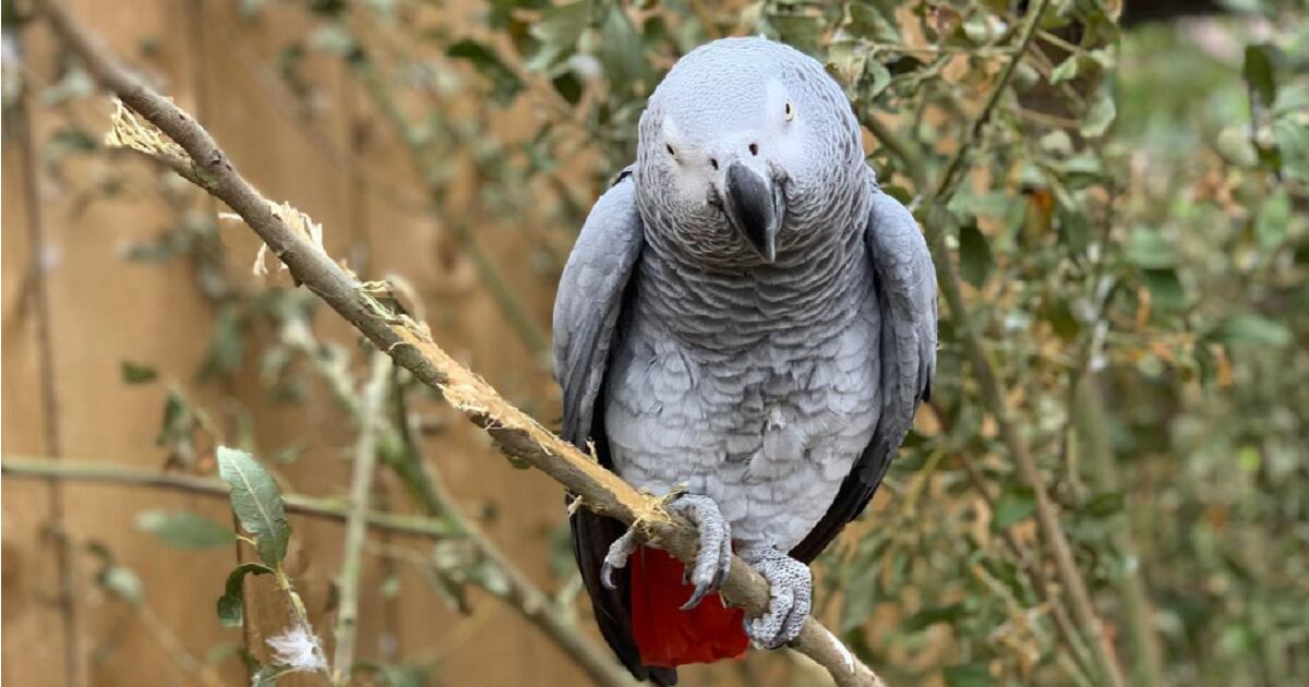 Loro gris africano en Lincolnshire Wildlife Park