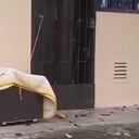 Caso de presunto maltrato animal en Medellín.