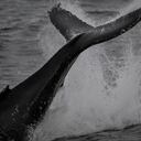 ANTARCTICA - FEBRUARY 08: Humpback whale is seen on at Ardley Island that hosts many bird species and penguins, located in the north of Antarctic Peninsula as part of 7th National Antarctic Science Expedition which is carried out with the 19-person scientific delegation that participated in the 34-day trip under the coordination of the Scientific and Technological Research Council of Turkiye (TUBITAK) MAM Polar Research Institute with the joint responsibilities of the Turkish Presidency and Ministry of Industry and Technology, Antarctica on February 08, 2023. The temporary Turkish Science Camp is located near Horseshoe Island at 68 degrees south latitude. The 80-meter Chilean-flagged research ship "Betanzos," which has been used as living quarters for roughly a month, is where the Turkish science team accomplished all of their scientific experiments. Turkish scientific team, who shed light on the future of the World, had chance to understand interdisciplinary cooperation potential by presenting to the expedition team about their area of study during the voyage, which lasted for roughly a month. Throughout the scientific excursion, numerous glaciers and icebergs were observed. (Photo by Sebnem Coskun/Anadolu Agency via Getty Images)