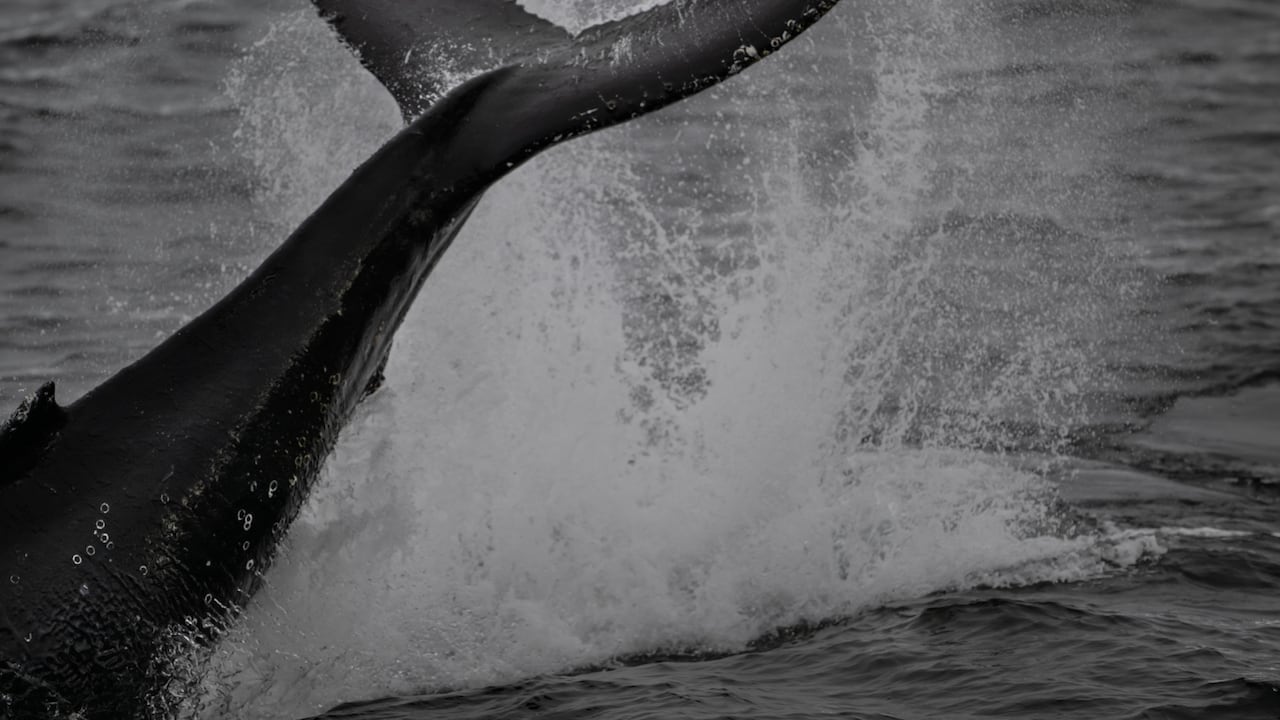 Islandia es uno de los tres últimos países, junto con Noruega y Japón, que autoriza la caza de la ballenas.
