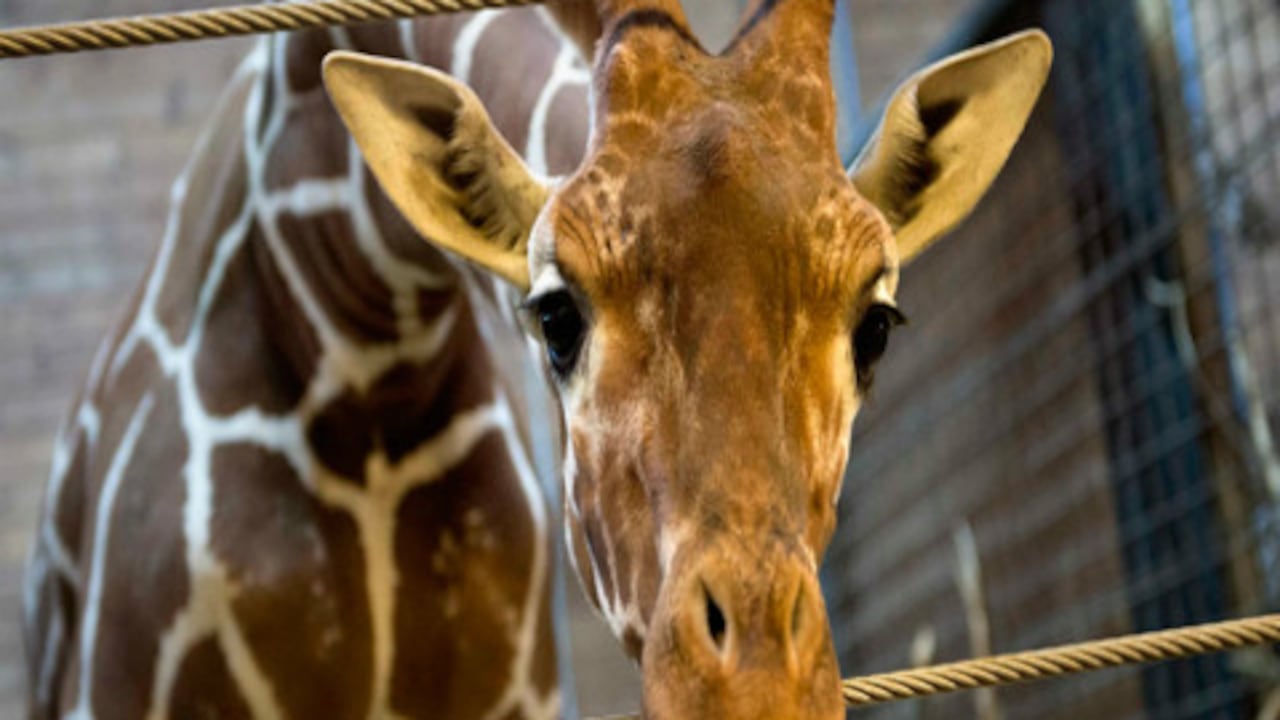 Marius, la jirafa sacrificada por el zoológico de Copenhaguen.
