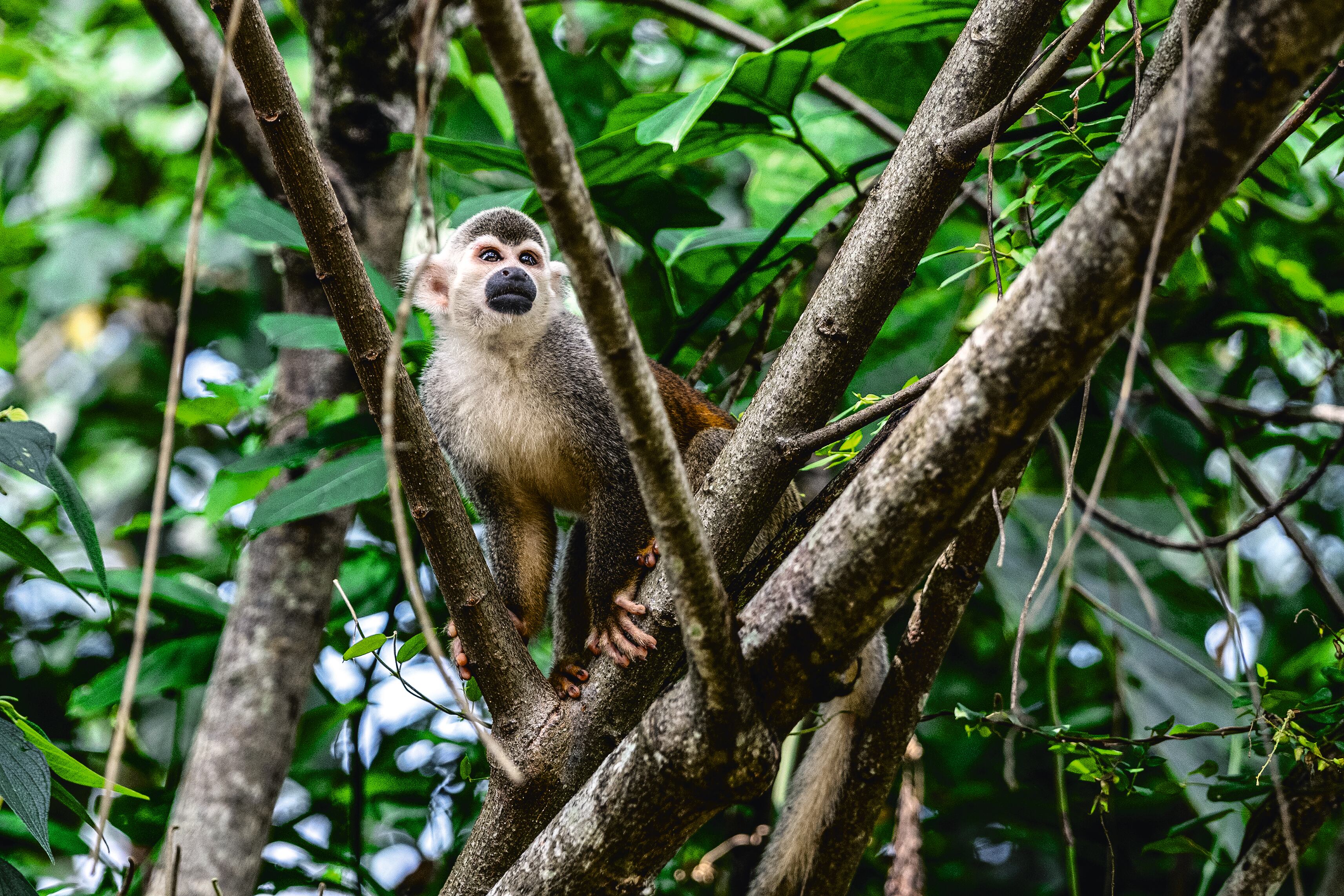 AMARILO - VIII Cumbre de Sostenibilidad - SEMANA Sostenible