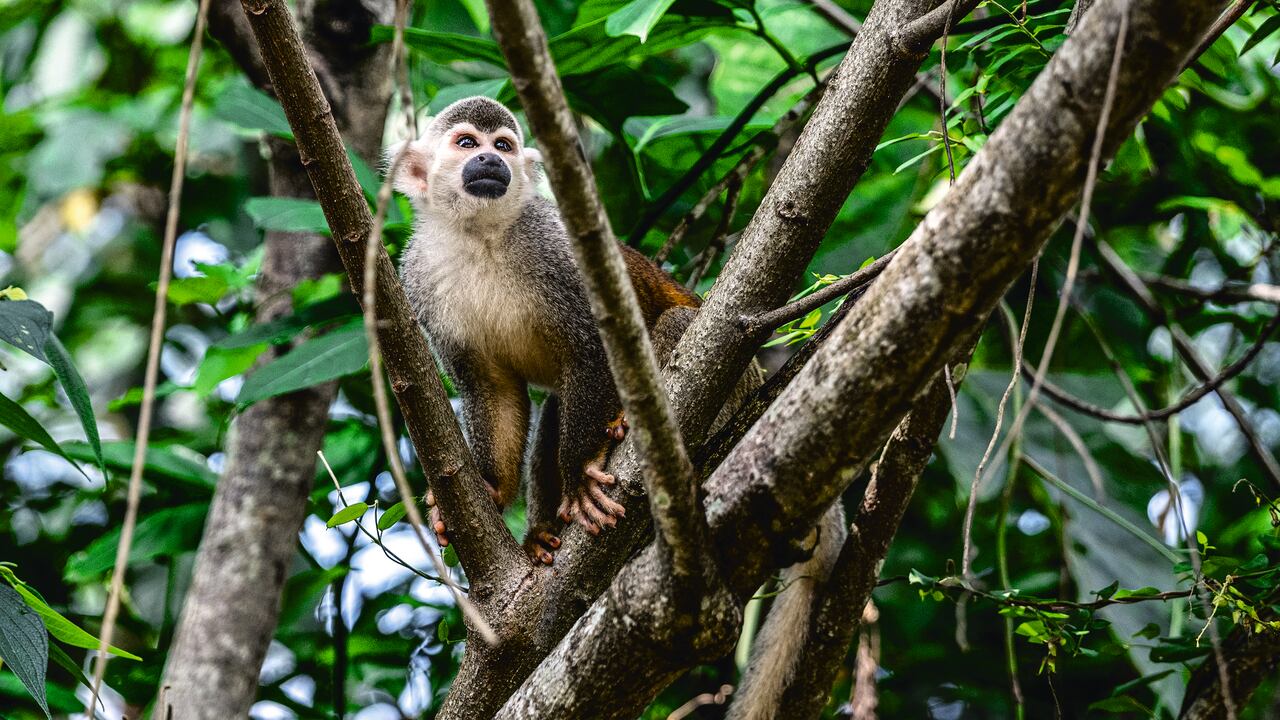 Amarilo aseguró que esta iniciativa se alinea con el Marco Global de Biodiversidad y los Objetivos de Desarrollo Sostenible (ODS).