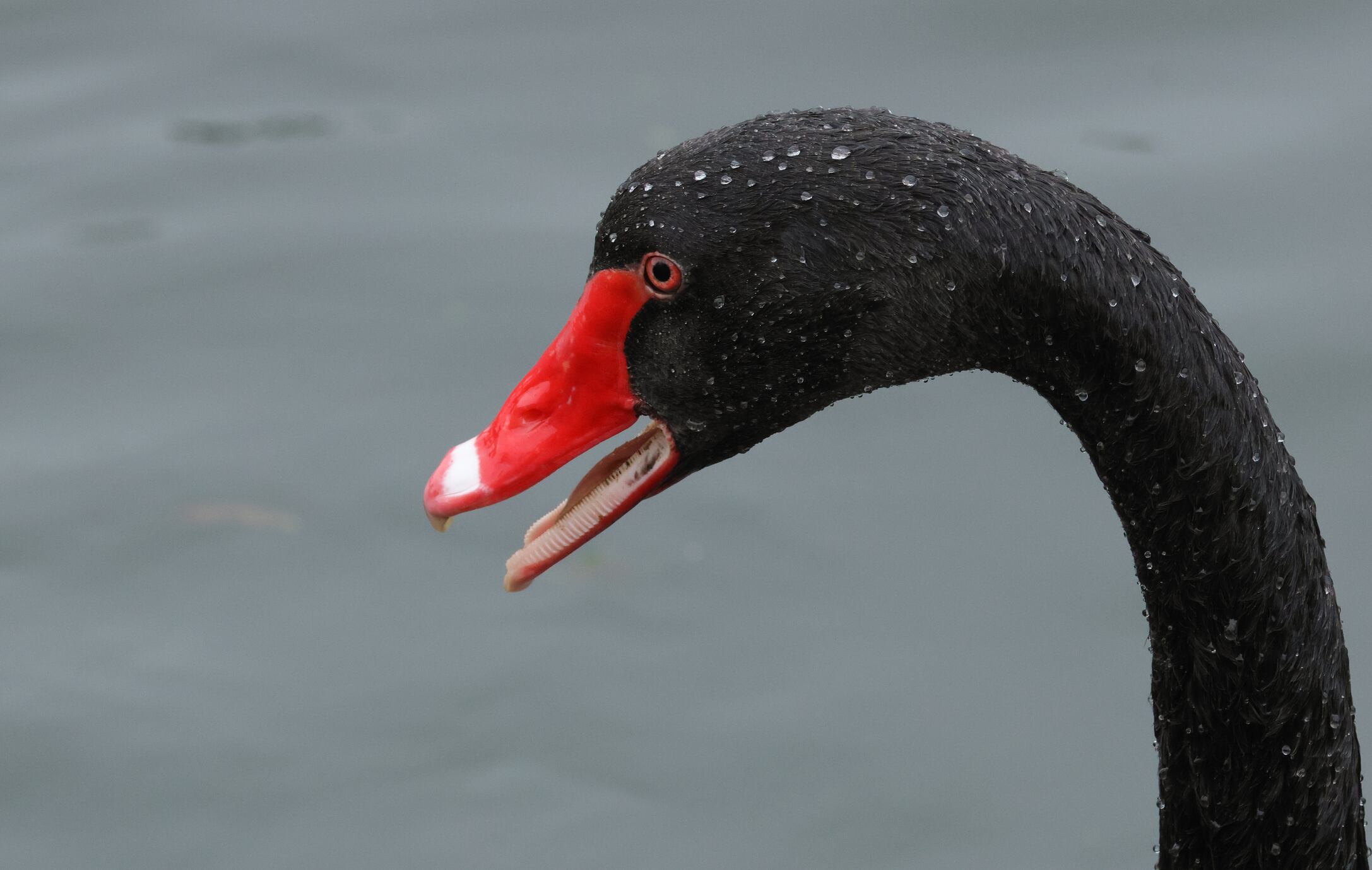 Nassim Nicholas Taleb acuñó este concepto para explicar por qué algunos sucesos inesperados tienen consecuencias desproporcionadas.