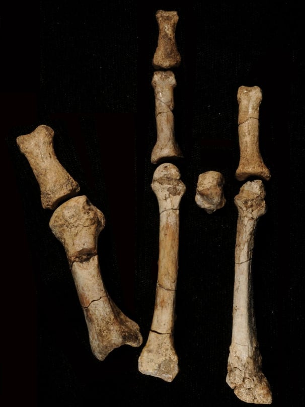 Mandíbulas de 3,4 millones de años ya insinuaban la existencia del A. deyiremeda, pero faltaba confirmar la relación con el pie de Burtele.