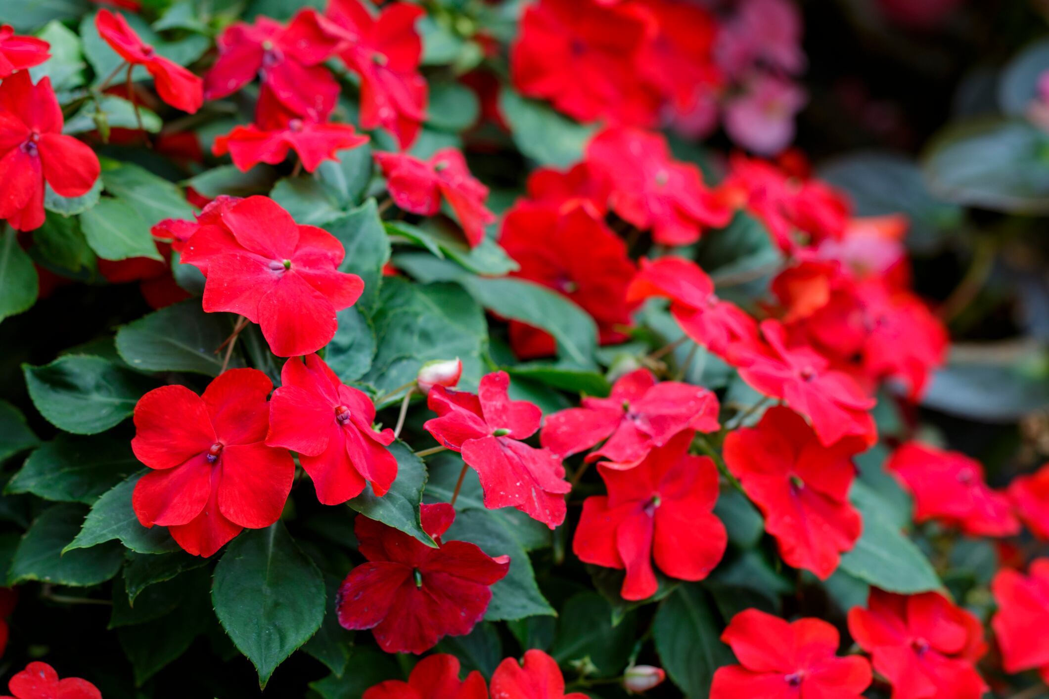 Impatiens flowers