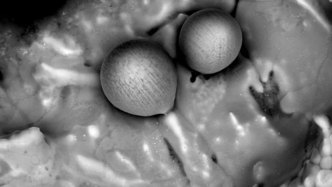 Esferulas recogidas en el Pacífico del objeto IM1