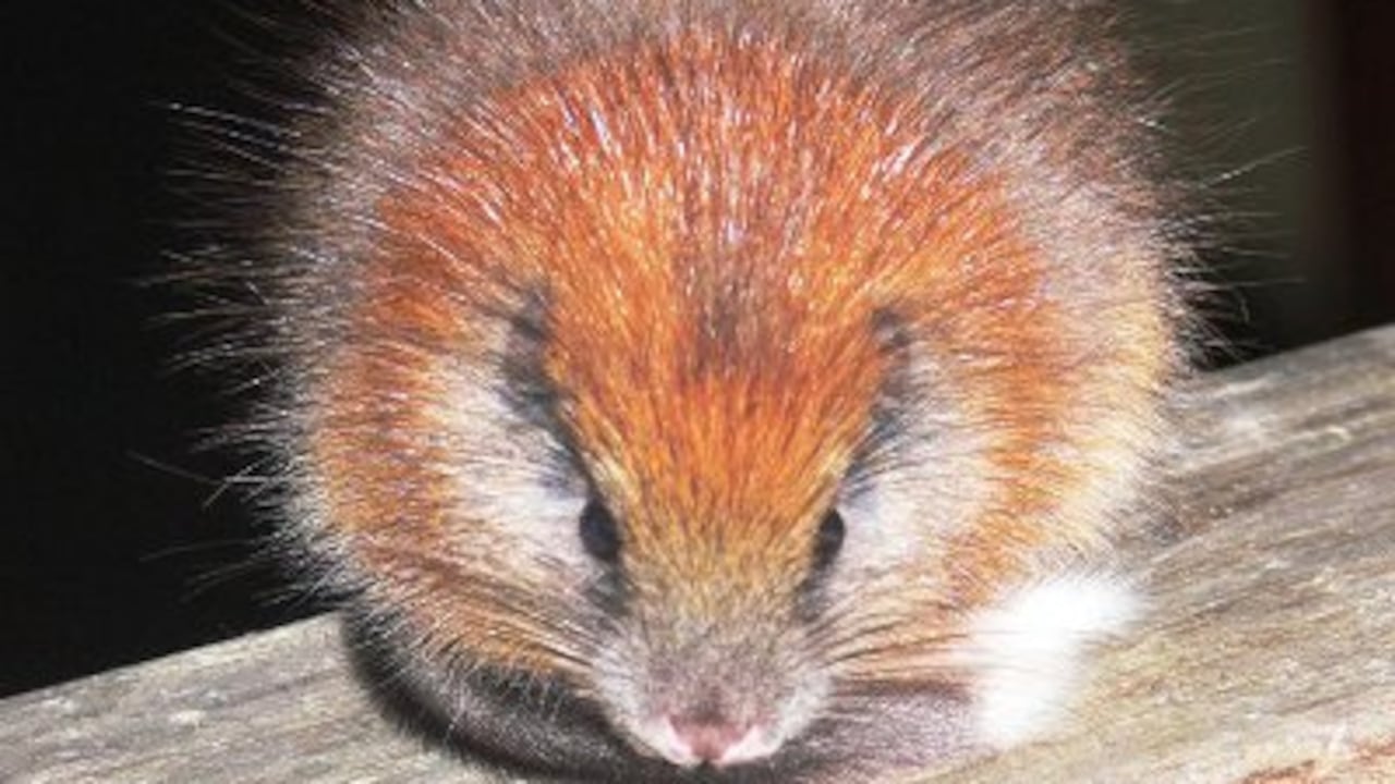 Fotografía cedida por la Fundación ProAves, donde aparece el roedor avistado en la Reserva Natural El Dorado, en la Sierra Nevada de Santa Marta.