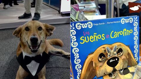 la historia del perro que transformó una comunidad universitaria